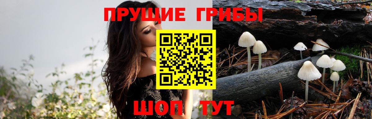 купить наркотик  Вход с VPN  Красноуфимск  Псилоцибиновые грибы Magic Shrooms  Псилоцибиновые грибы Cubensis 